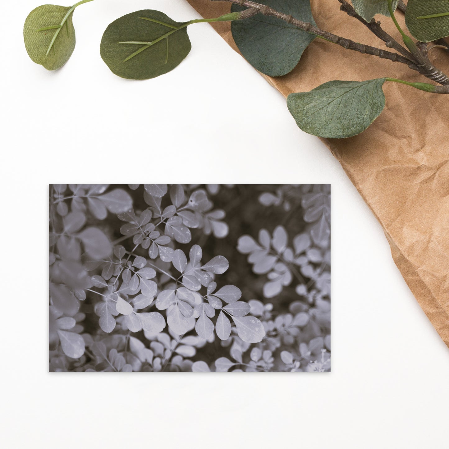 Matsukazesou Botanical B&W Art – Premium Matte Postcard 4x6, Lifestyle View