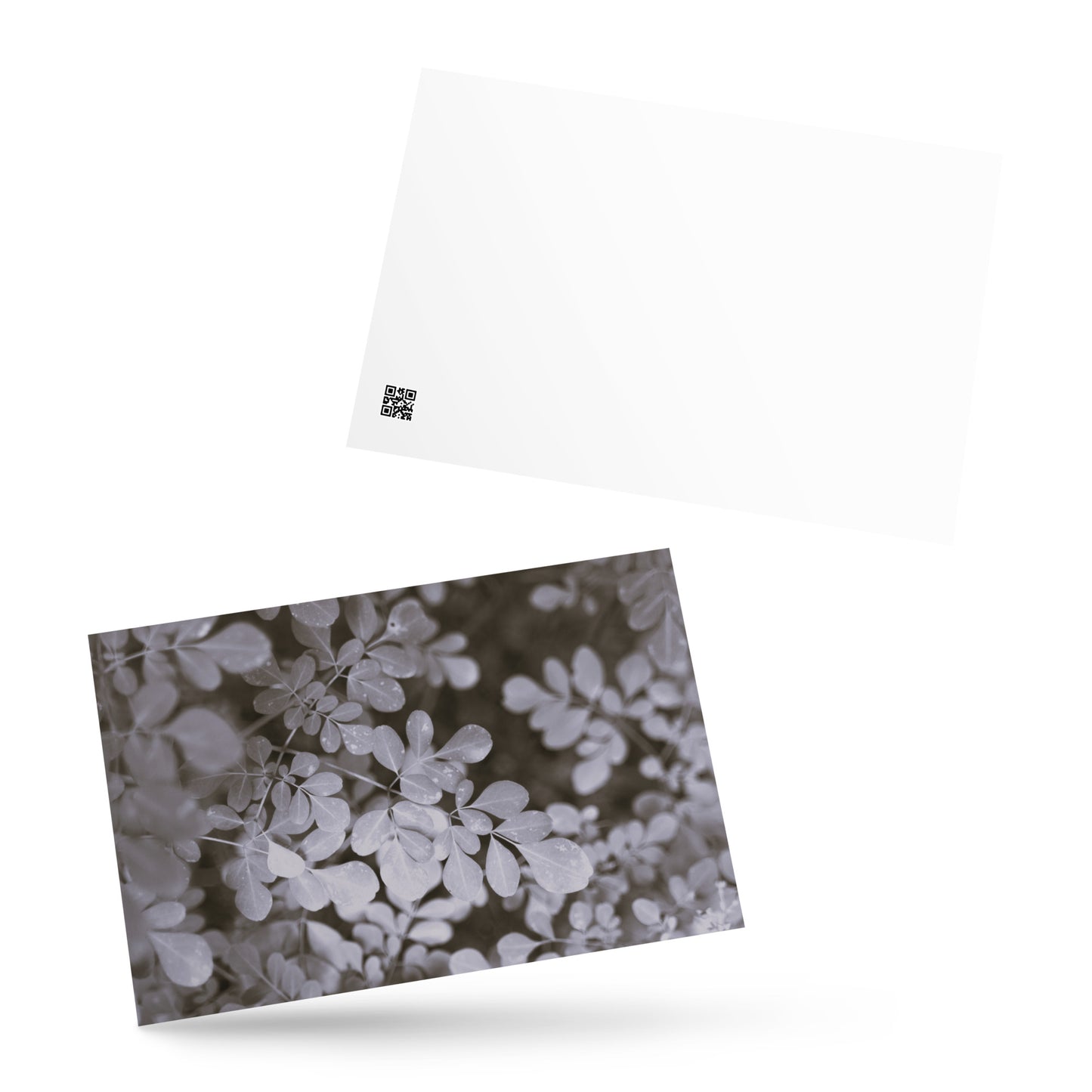 Matsukazesou Botanical B&W Art – Premium Matte Postcard 4x6, Lifestyle View