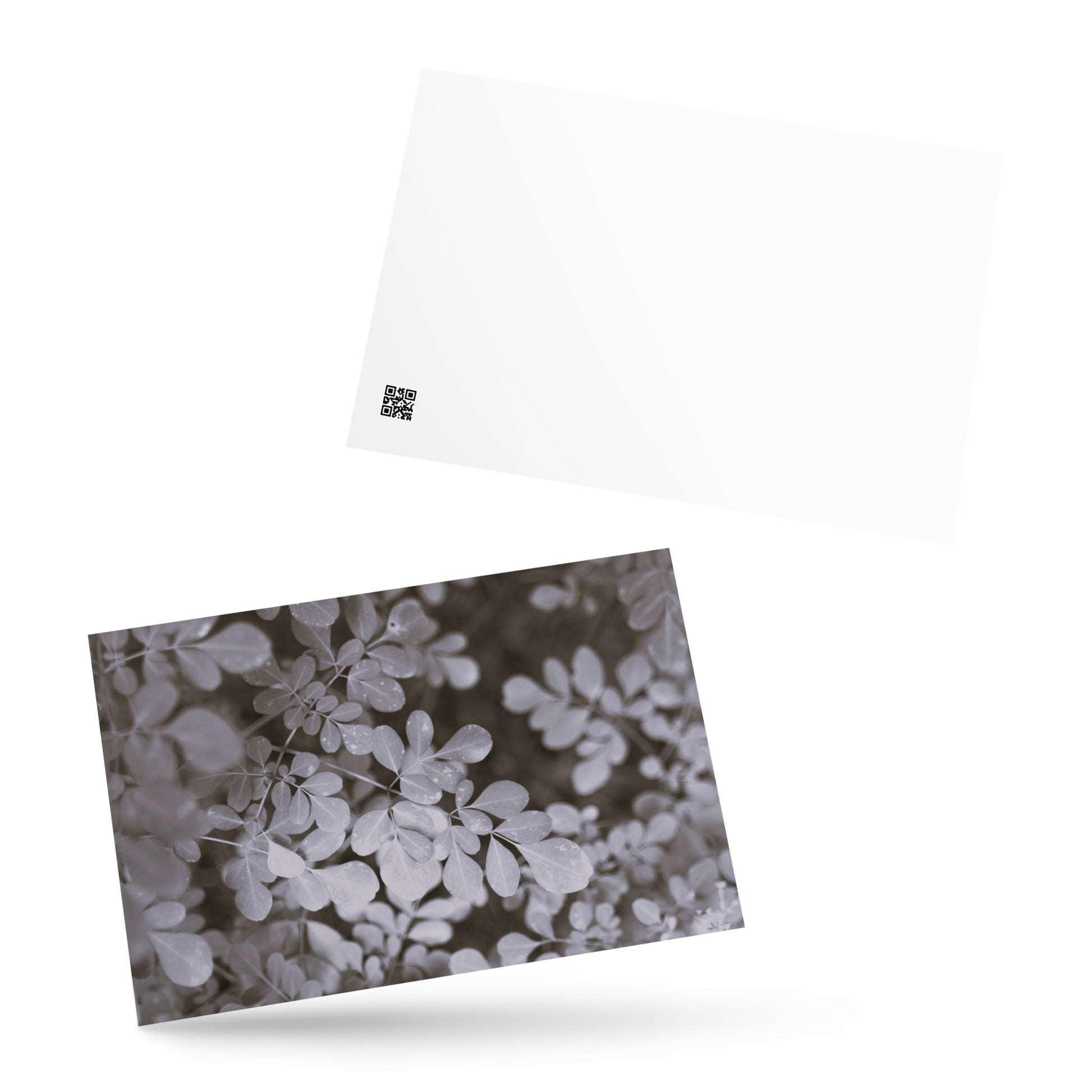 Matsukazesou Botanical B&W Art – Premium Matte Postcard 4x6, Lifestyle View