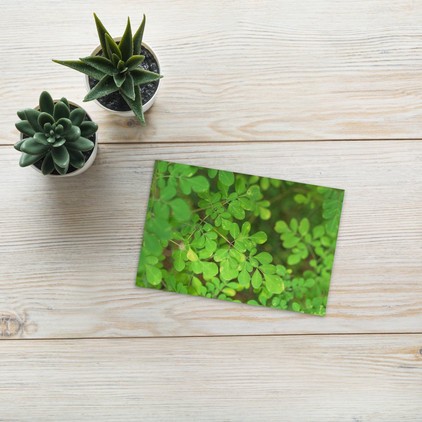 Matsukazesou Botanical Art – Premium Matte Postcard 4x6, Lifestyle View