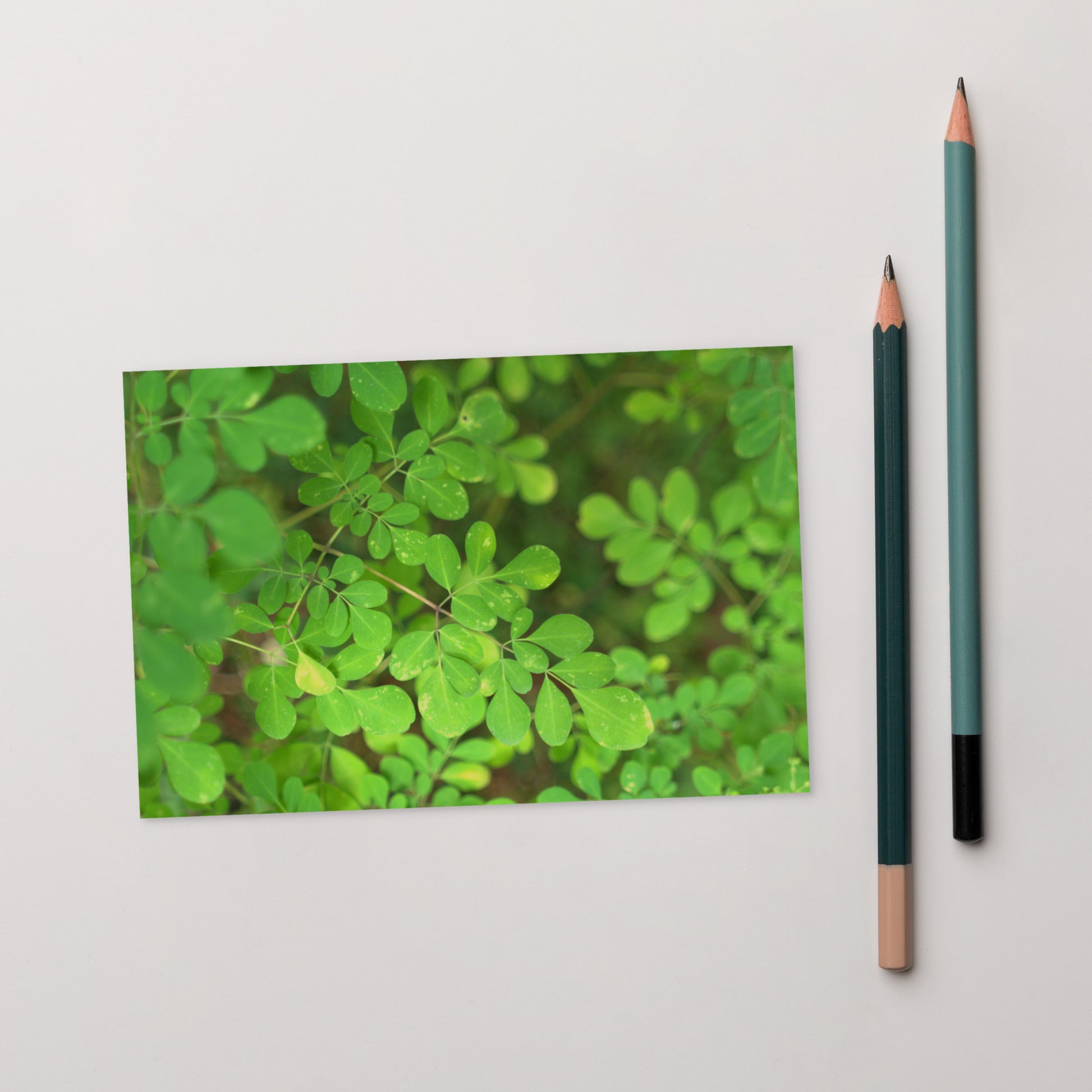 Matsukazesou Botanical Art – Premium Matte Postcard 4x6, Lifestyle View