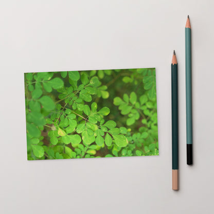 Matsukazesou Botanical Art – Premium Matte Postcard 4x6, Lifestyle View