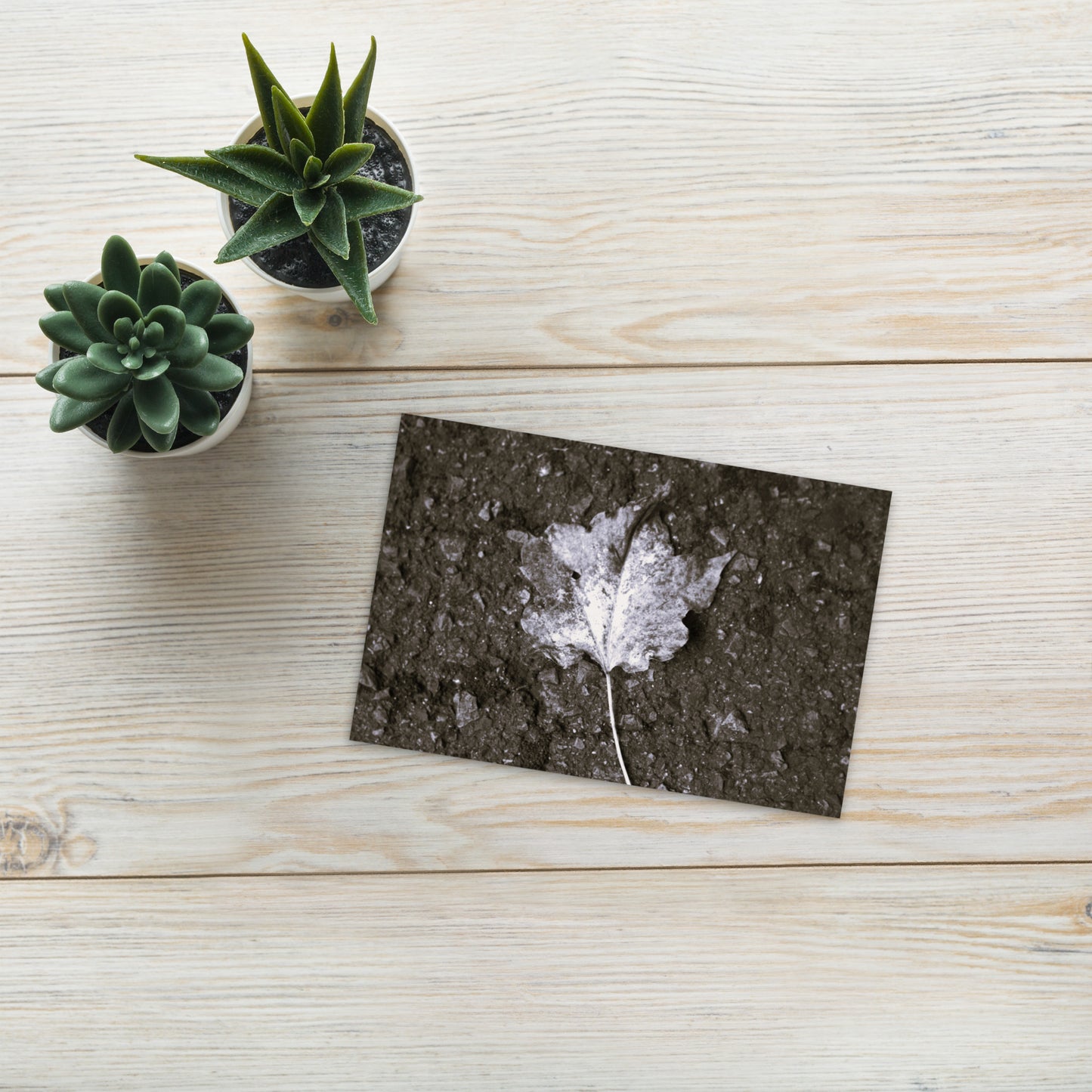 Maple Leaf Botanical B&W Art – Premium Matte Postcard 4x6, Lifestyle View