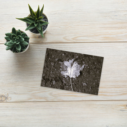 Maple Leaf Botanical B&W Art – Premium Matte Postcard 4x6, Lifestyle View