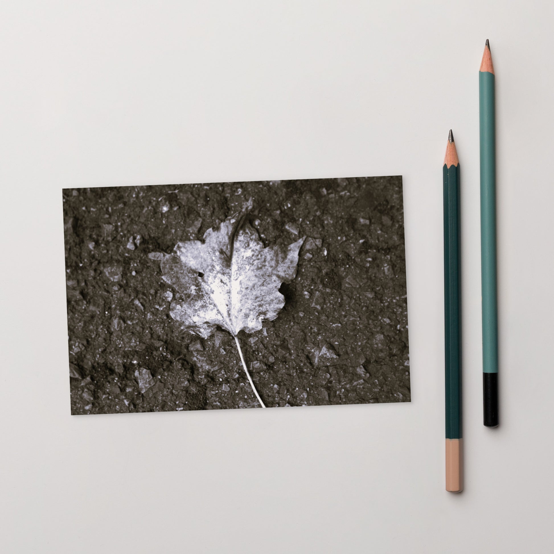 Maple Leaf Botanical B&W Art – Premium Matte Postcard 4x6, Lifestyle View