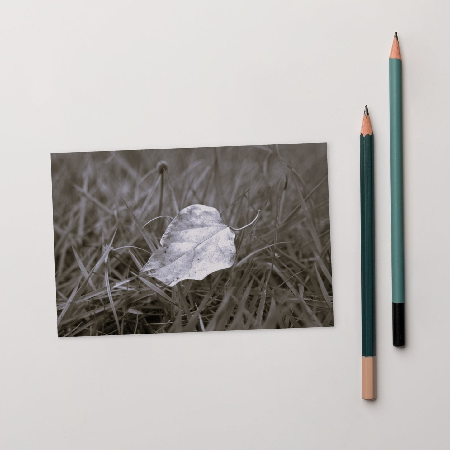 Yellow Fallen Leaf Botanical B&W Art – Premium Matte Postcard 4x6, Lifestyle View