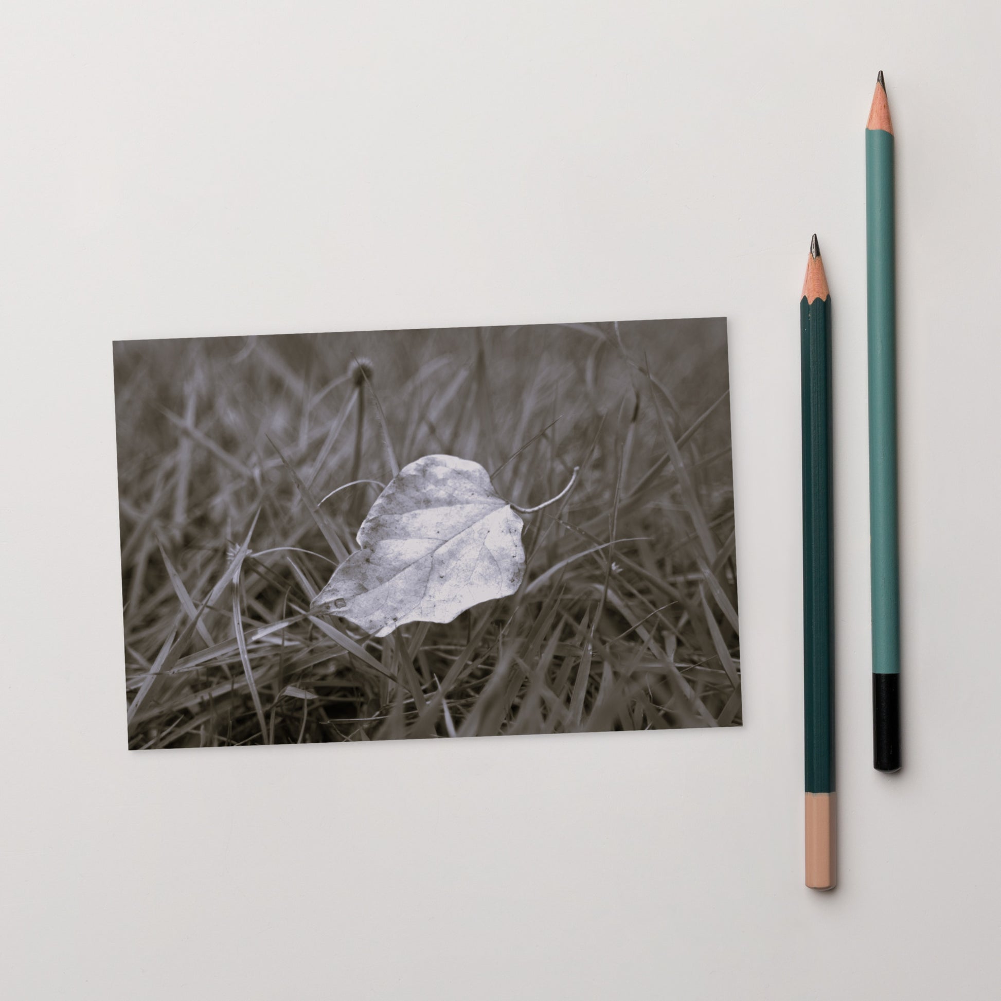Yellow Fallen Leaf Botanical B&W Art – Premium Matte Postcard 4x6, Lifestyle View