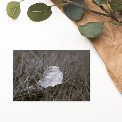 Yellow Fallen Leaf Botanical B&W Art – Premium Matte Postcard 4x6, Lifestyle View