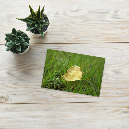 Yellow Fallen Leaf Botanical Art – Premium Matte Postcard 4x6, Lifestyle View