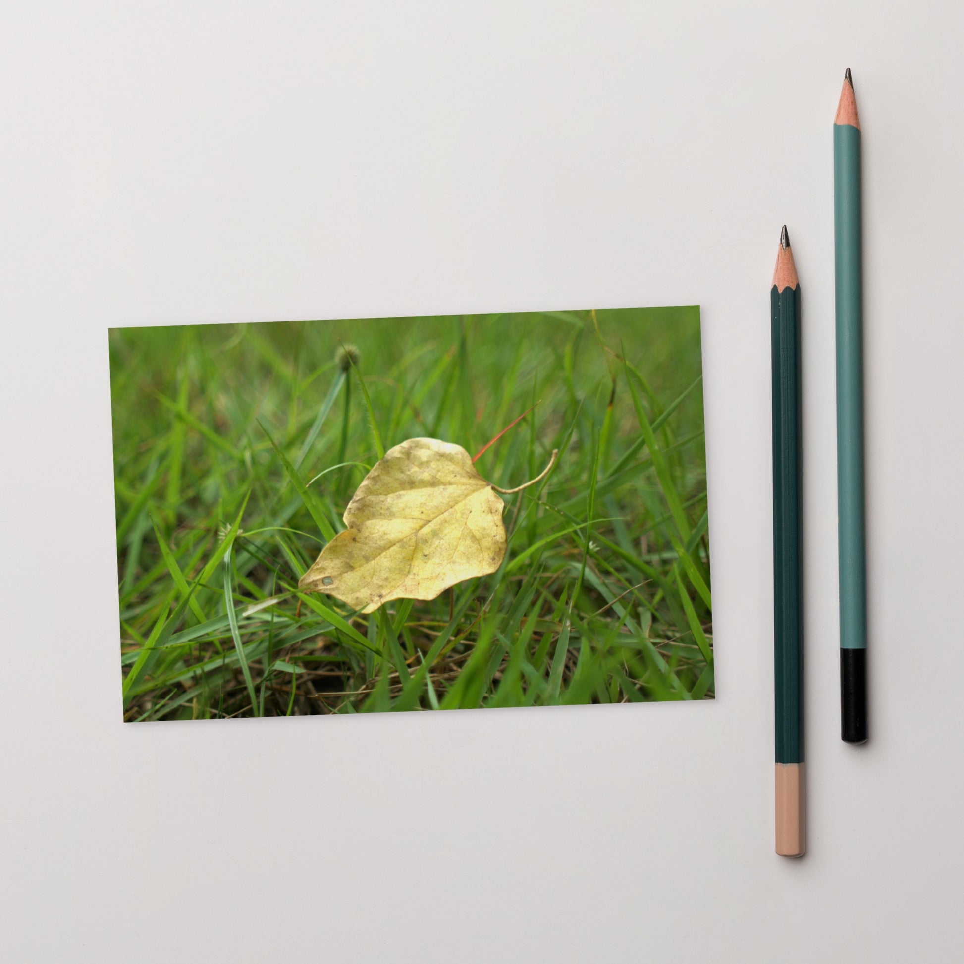 Yellow Fallen Leaf Botanical Art – Premium Matte Postcard 4x6, Lifestyle View