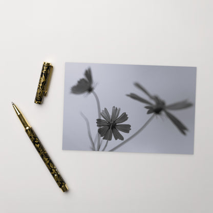 Three Cosmos Flowers Botanical B&W Art – Premium Matte Postcard 4x6, Lifestyle View