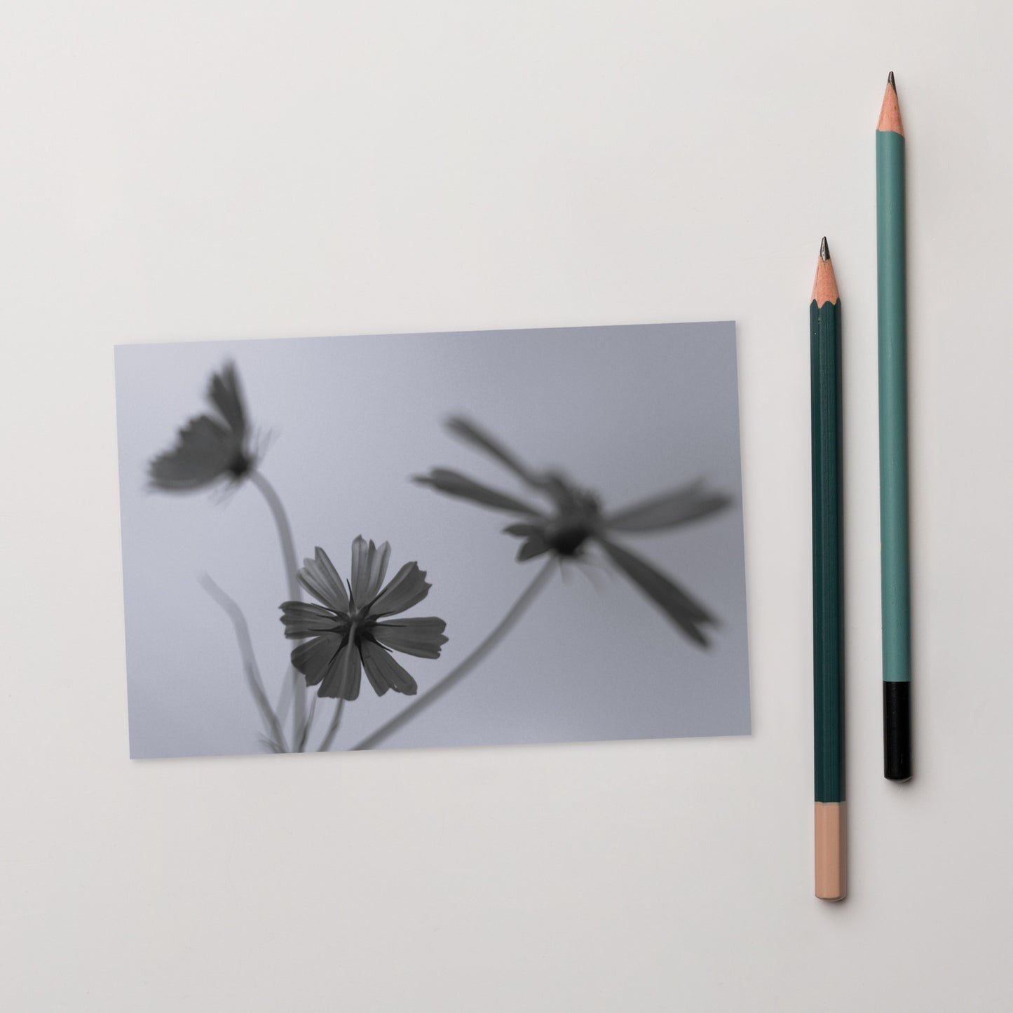 Three Cosmos Flowers Botanical B&W Art – Premium Matte Postcard 4x6, Lifestyle View