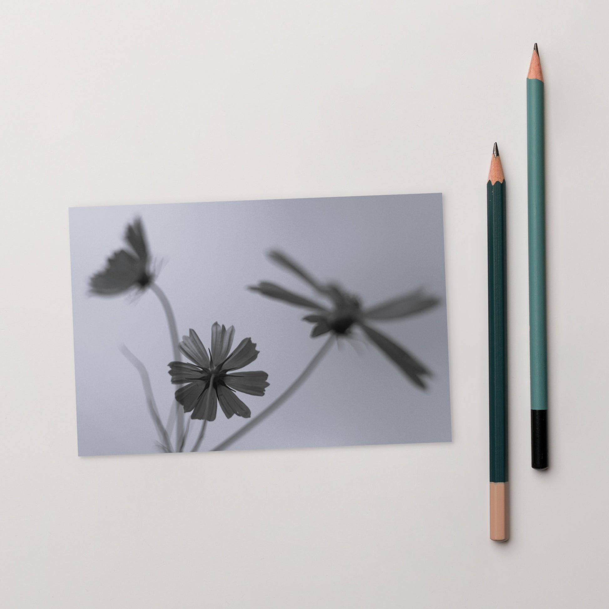 Three Cosmos Flowers Botanical B&W Art – Premium Matte Postcard 4x6, Lifestyle View