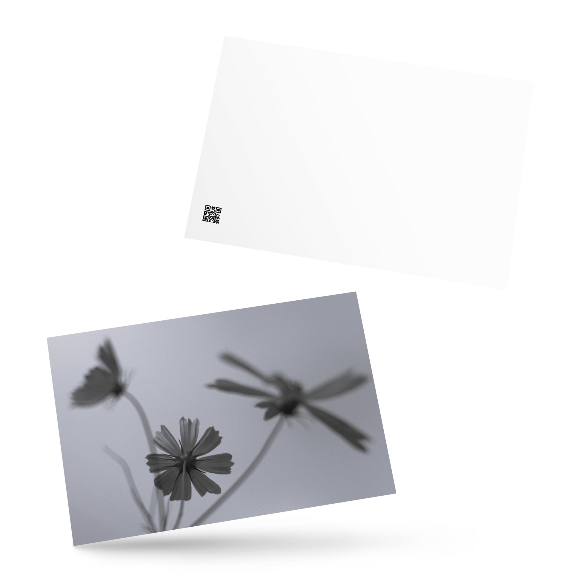 Three Cosmos Flowers Botanical B&W Art – Premium Matte Postcard 4x6, Lifestyle View