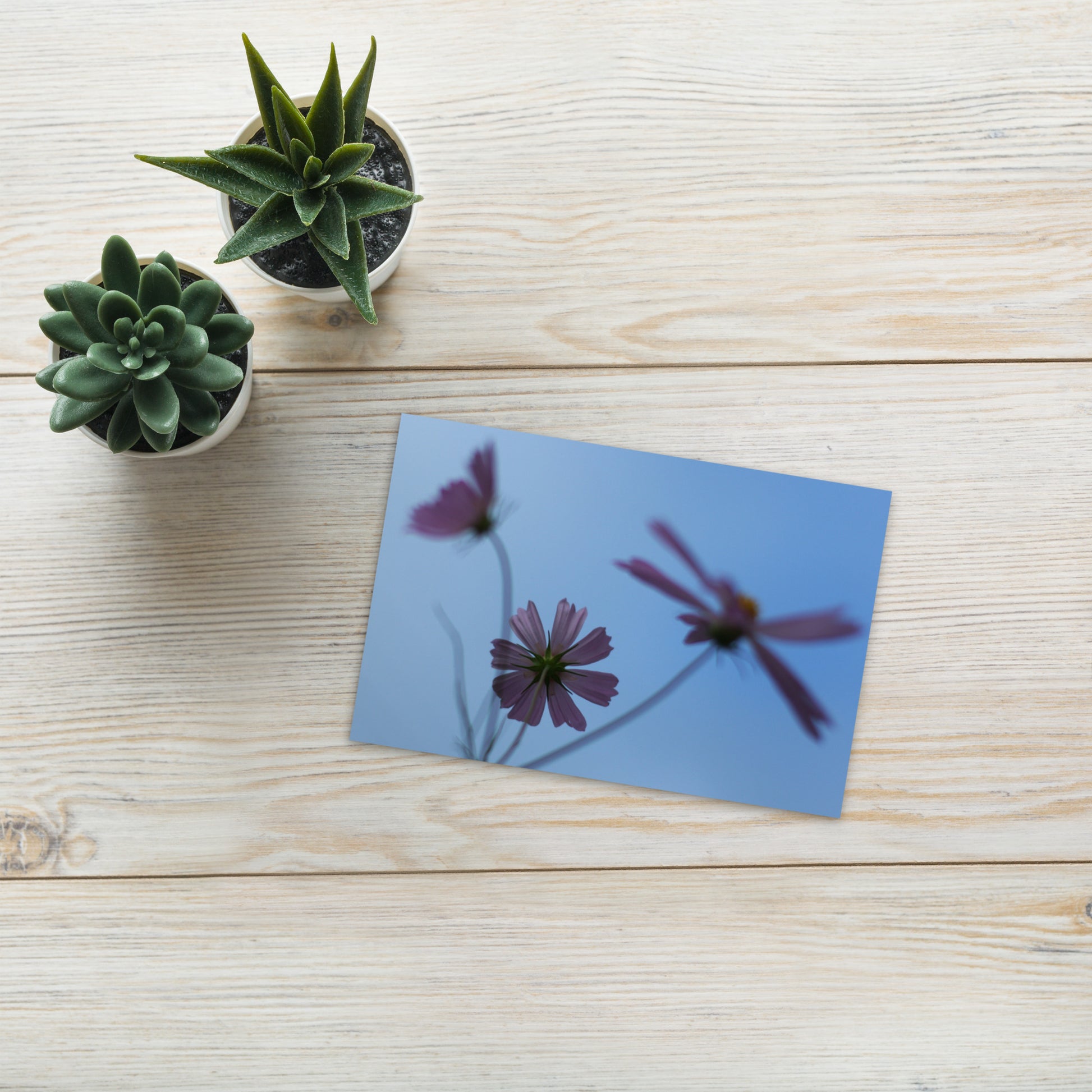 Three Cosmos Flowers Botanical Art – Premium Matte Postcard 4x6, Lifestyle View