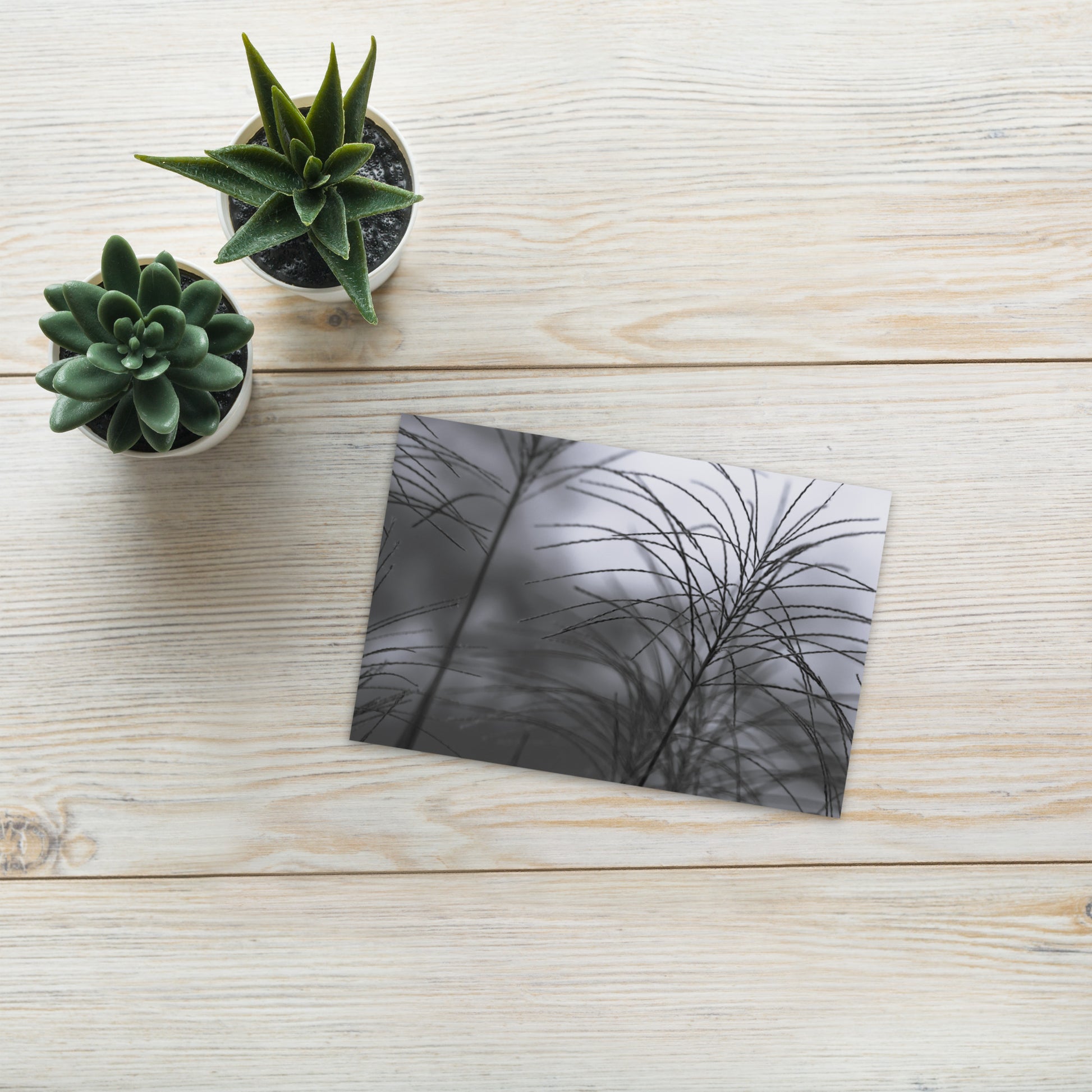 Silver Grass Cluster Botanical B&W Art – Premium Matte Postcard 4x6, Lifestyle View