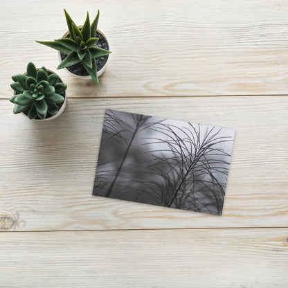 Silver Grass Cluster Botanical B&W Art – Premium Matte Postcard 4x6, Lifestyle View