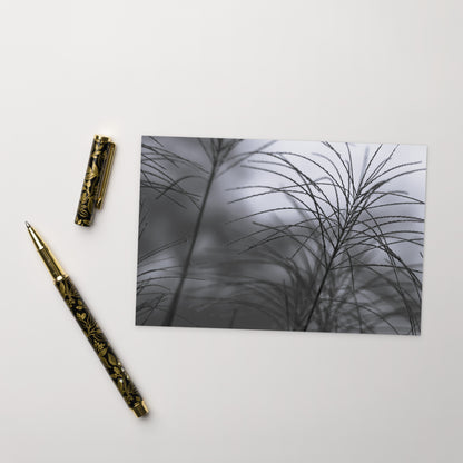Silver Grass Cluster Botanical B&W Art – Premium Matte Postcard 4x6, Lifestyle View