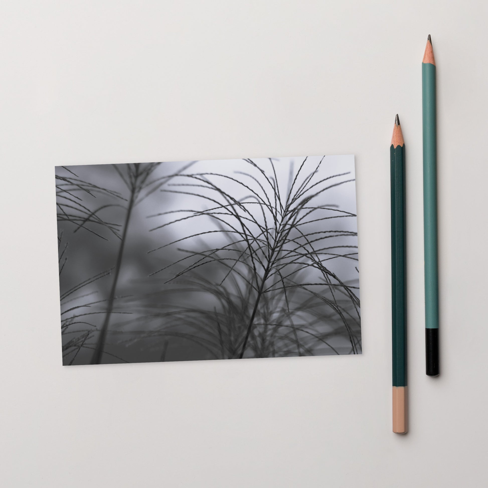 Silver Grass Cluster Botanical B&W Art – Premium Matte Postcard 4x6, Lifestyle View