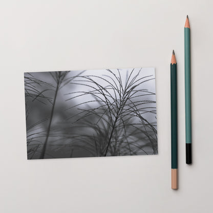 Silver Grass Cluster Botanical B&W Art – Premium Matte Postcard 4x6, Lifestyle View