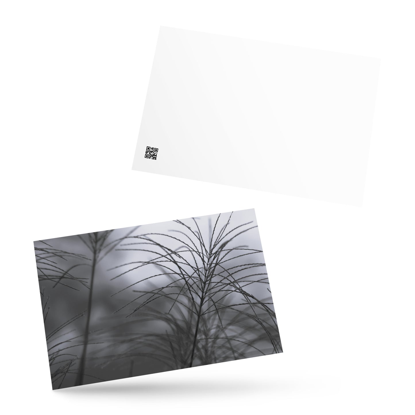 Silver Grass Cluster Botanical B&W Art – Premium Matte Postcard 4x6, Lifestyle View
