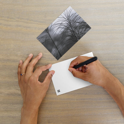 Silver Grass Cluster Botanical B&W Art – Premium Matte Postcard 4x6, Lifestyle View