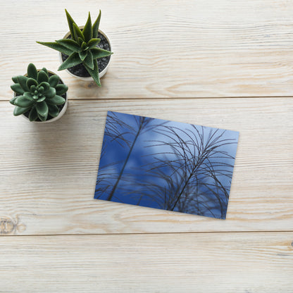 Silver Grass Cluster Botanical Art – Premium Matte Postcard 4x6, Lifestyle View