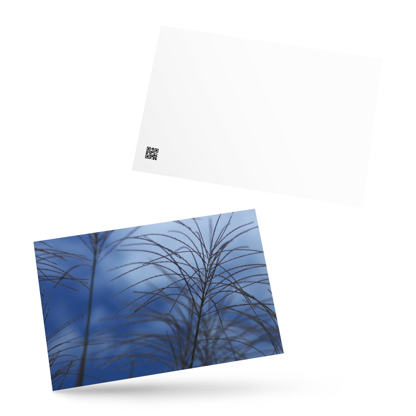 Silver Grass Cluster Botanical Art – Premium Matte Postcard 4x6, Lifestyle View