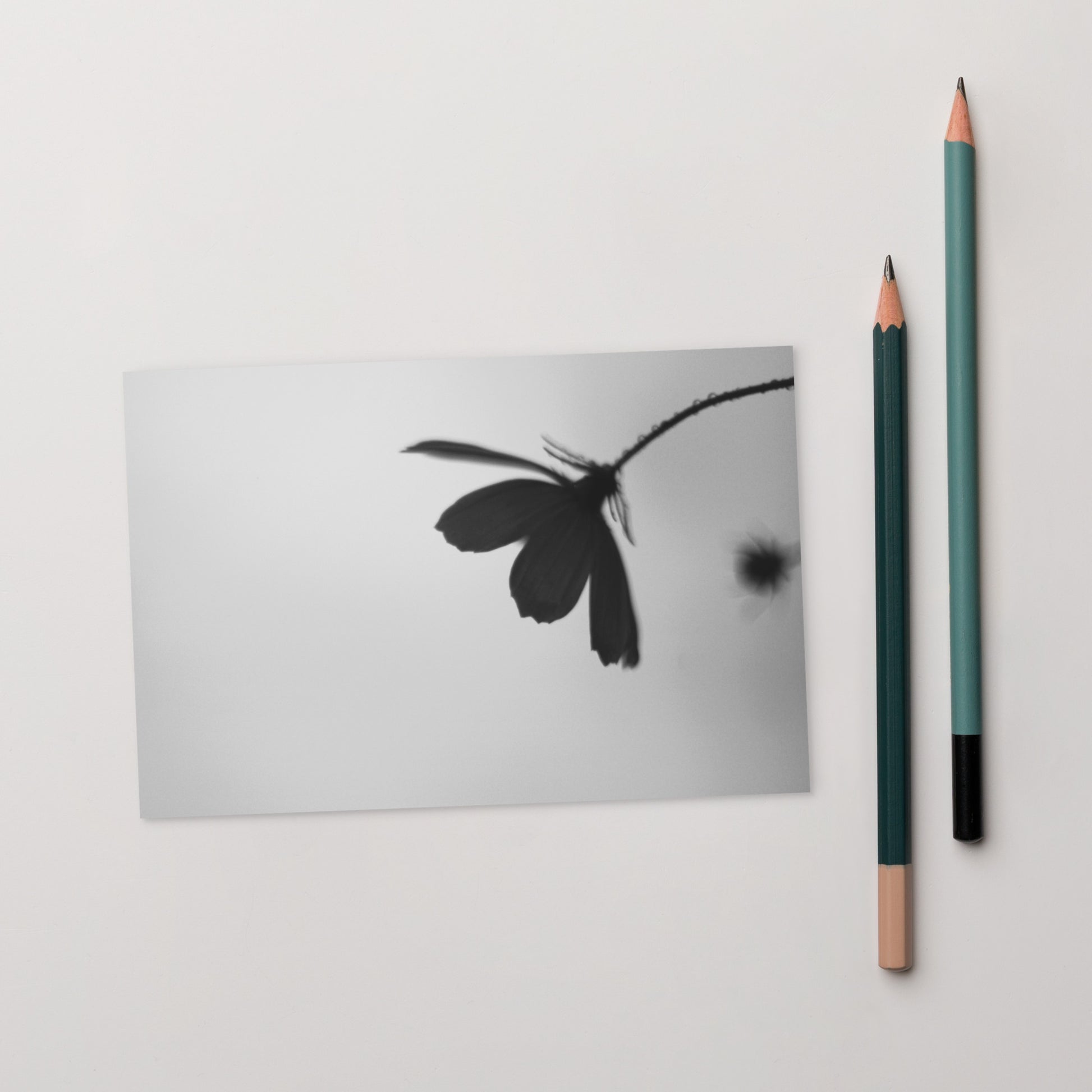 Cosmos Flower Botanical B&W Art – Premium Matte Postcard 4x6, Lifestyle View