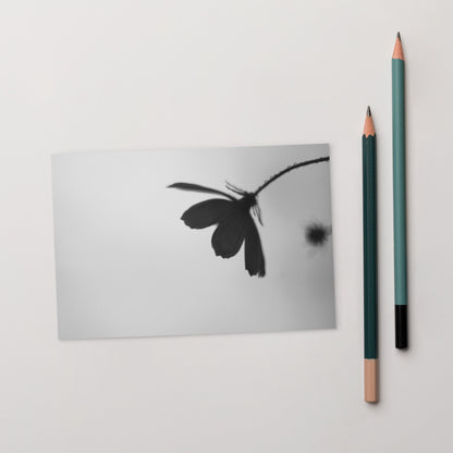 Cosmos Flower Botanical B&W Art – Premium Matte Postcard 4x6, Lifestyle View