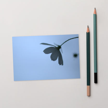 Cosmos Flower Botanical Art – Premium Matte Postcard 4x6, Lifestyle View