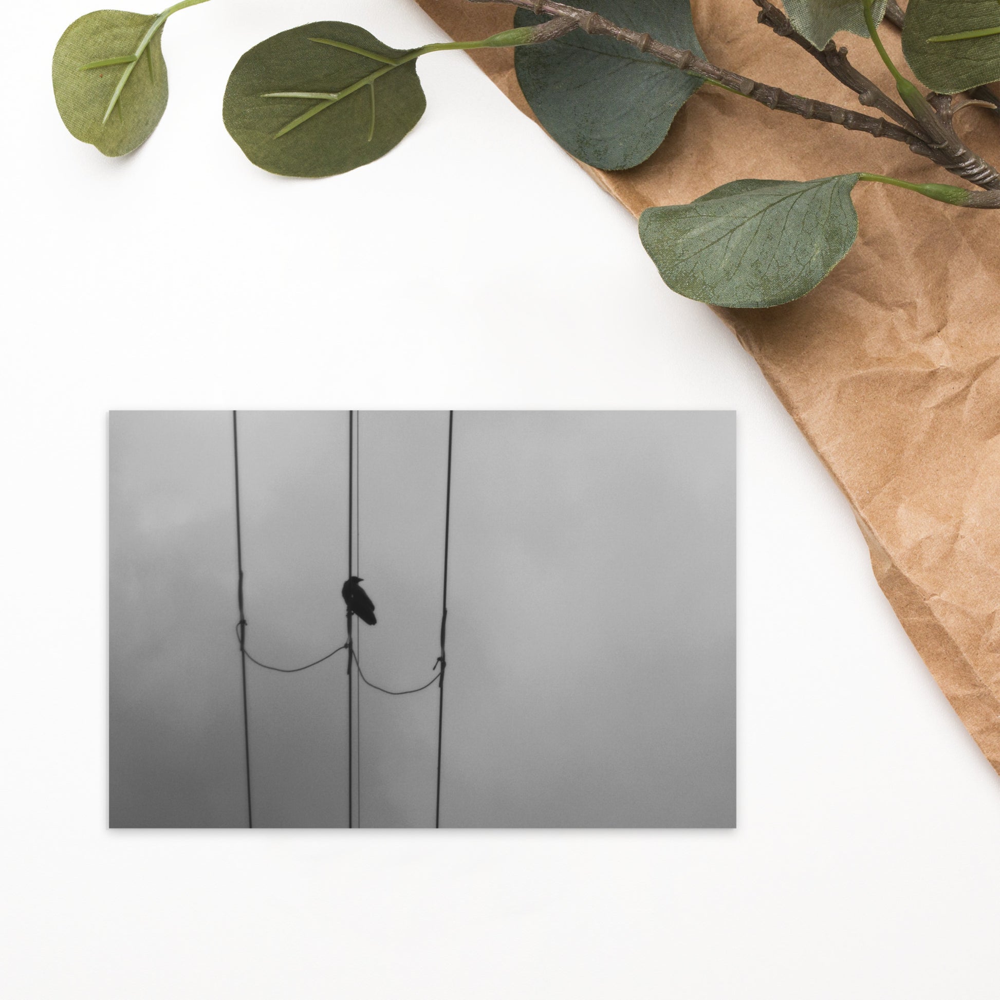 Crow and Power Lines B&W Art – Premium Matte Postcard 4x6, Front View