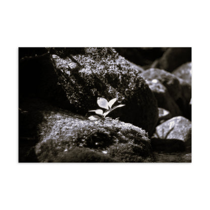 Plant on a Rock (B&W) Art – Premium Matte Postcard, Hand-held View
