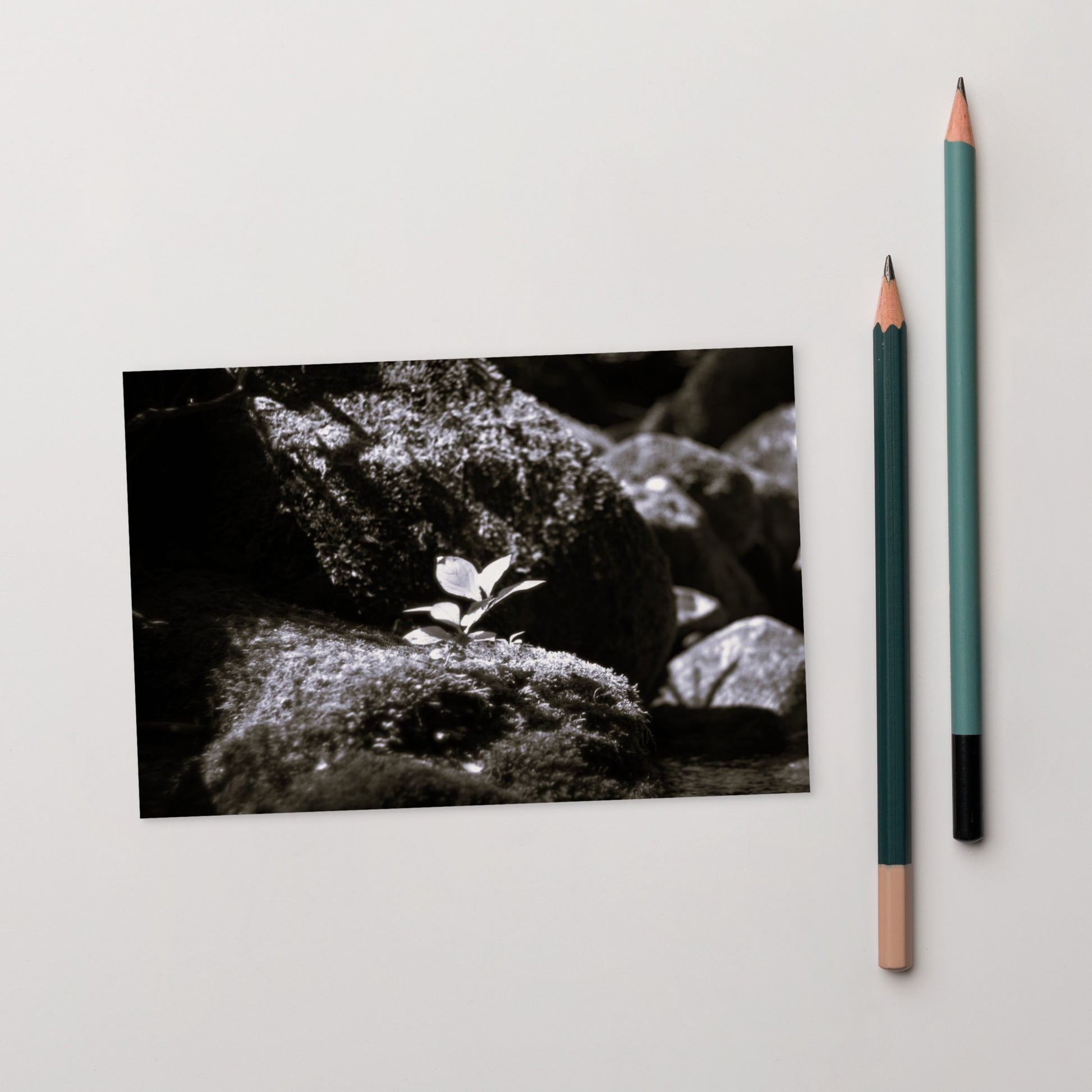 Plant on a Rock (B&W) Art – Premium Matte Postcard, Hand-held View