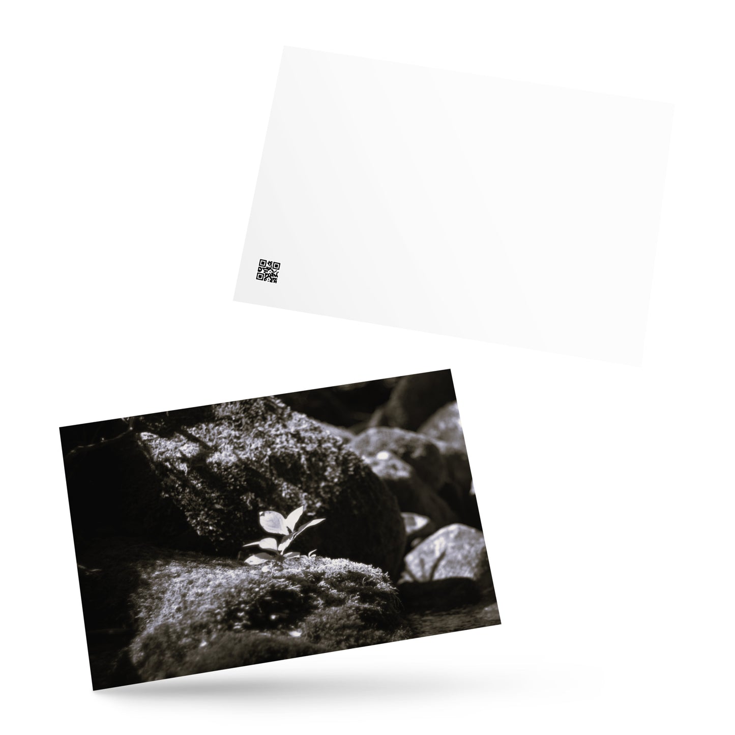 Plant on a Rock (B&W) Art – Premium Matte Postcard, Hand-held View