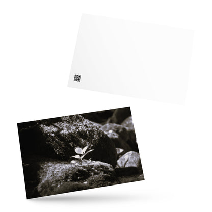 Plant on a Rock (B&W) Art – Premium Matte Postcard, Hand-held View