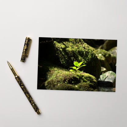 Plant on a Rock Art – Premium Matte Postcard, Front View