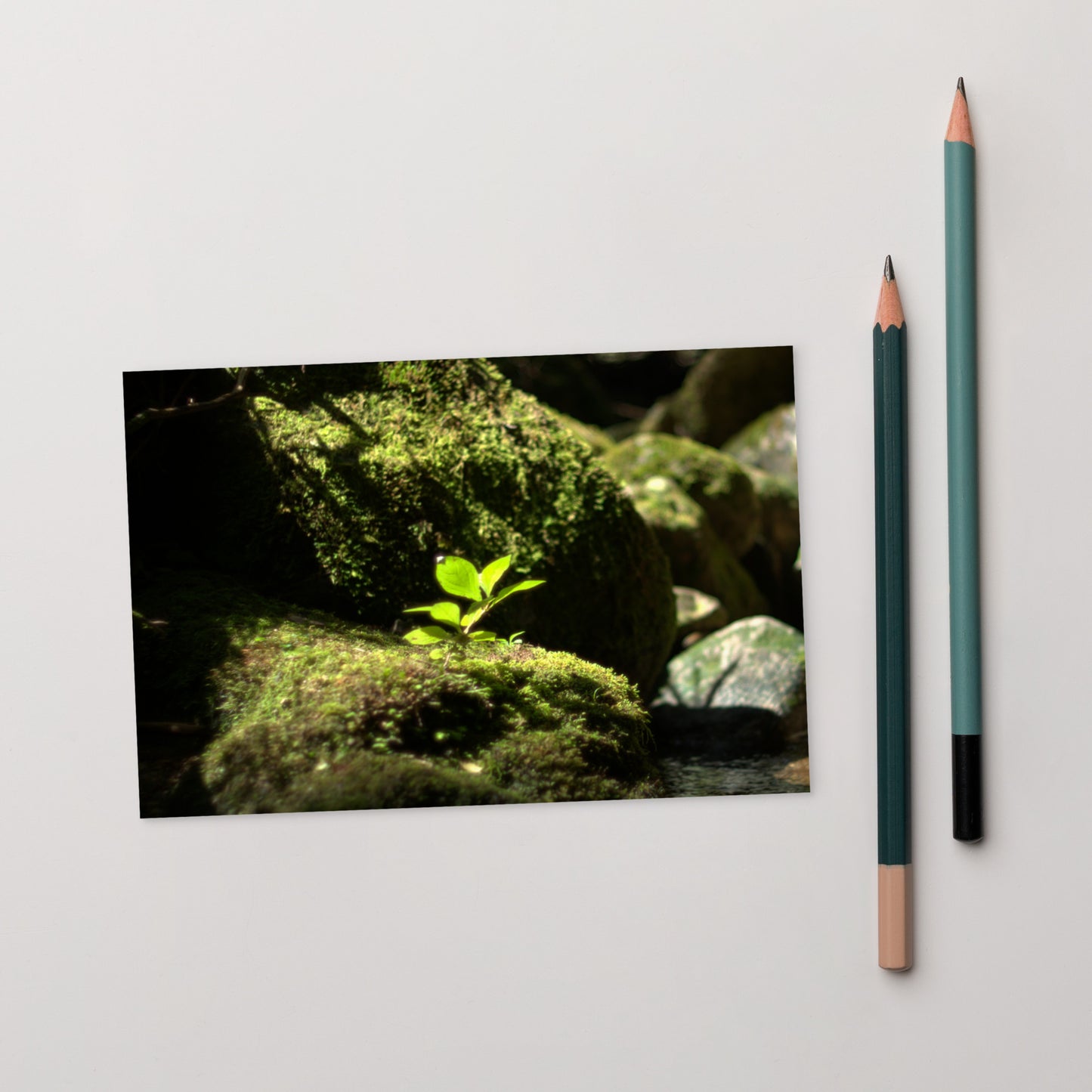 Plant on a Rock Art – Premium Matte Postcard, Front View