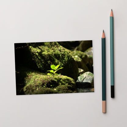 Plant on a Rock Art – Premium Matte Postcard, Front View