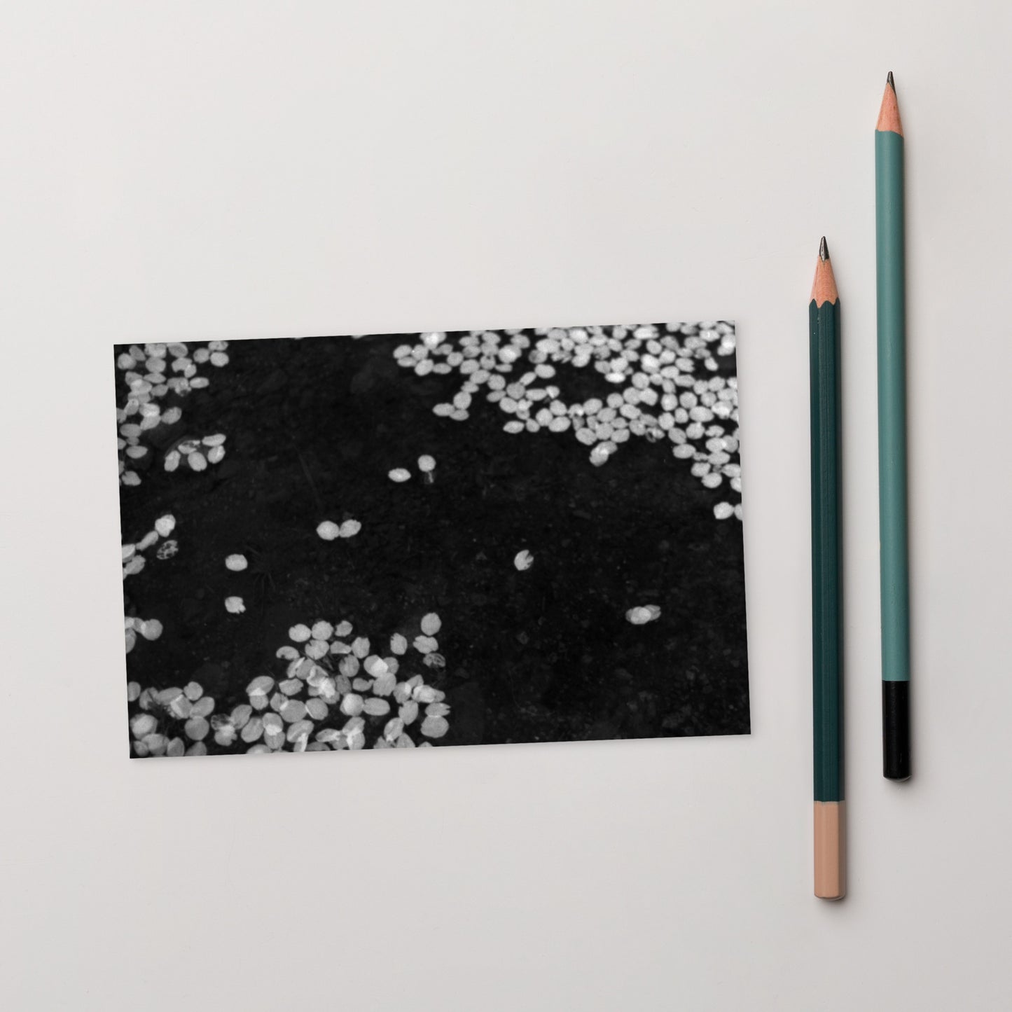 Cherry Blossoms (B&W) Art – Premium Matte Postcard, Front View