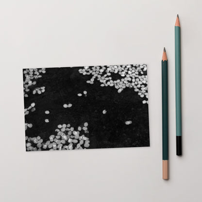 Cherry Blossoms (B&W) Art – Premium Matte Postcard, Front View