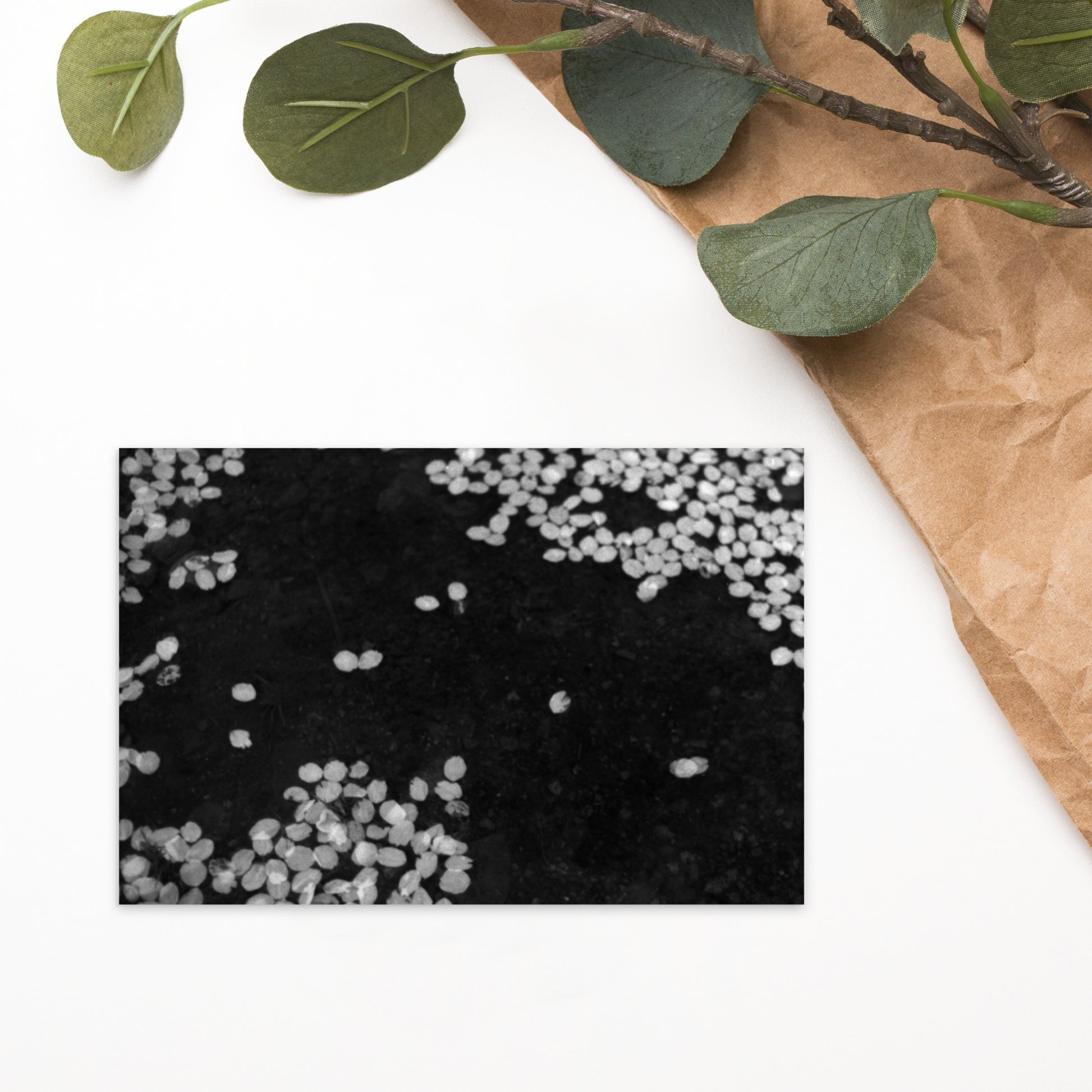 Cherry Blossoms (B&W) Art – Premium Matte Postcard, Front View