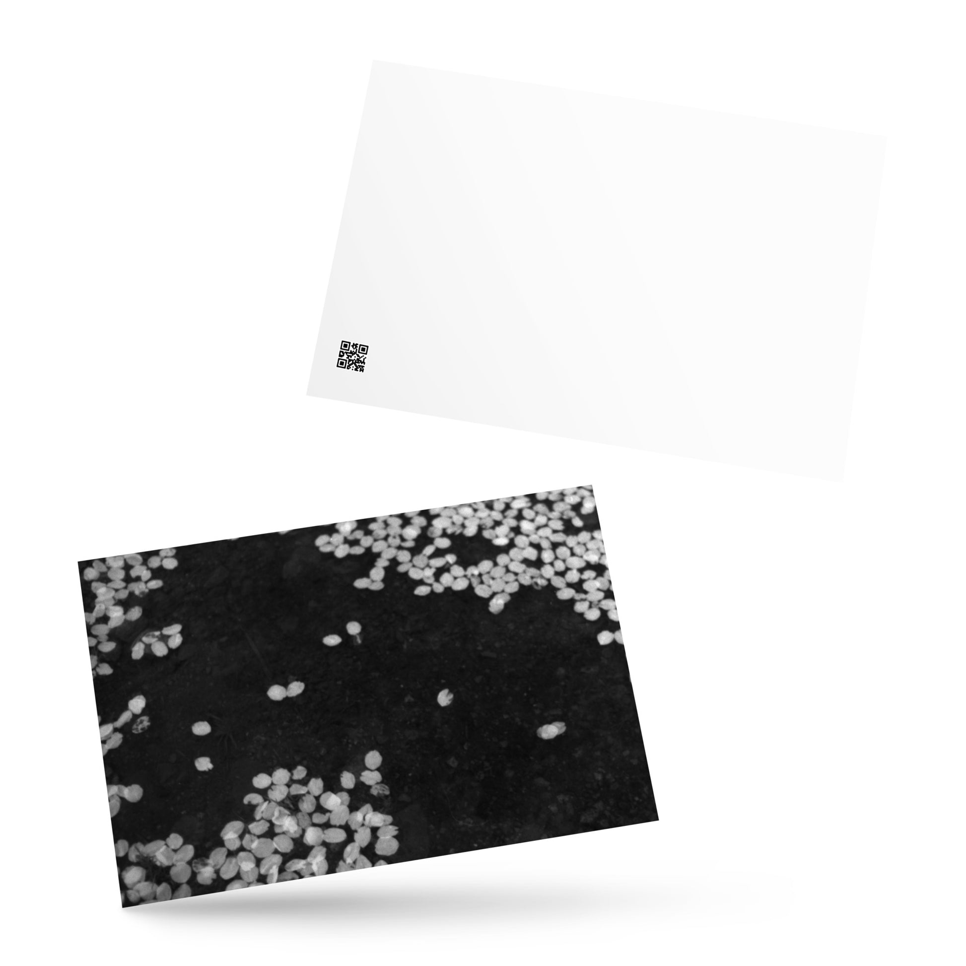 Cherry Blossoms (B&W) Art – Premium Matte Postcard, Front View