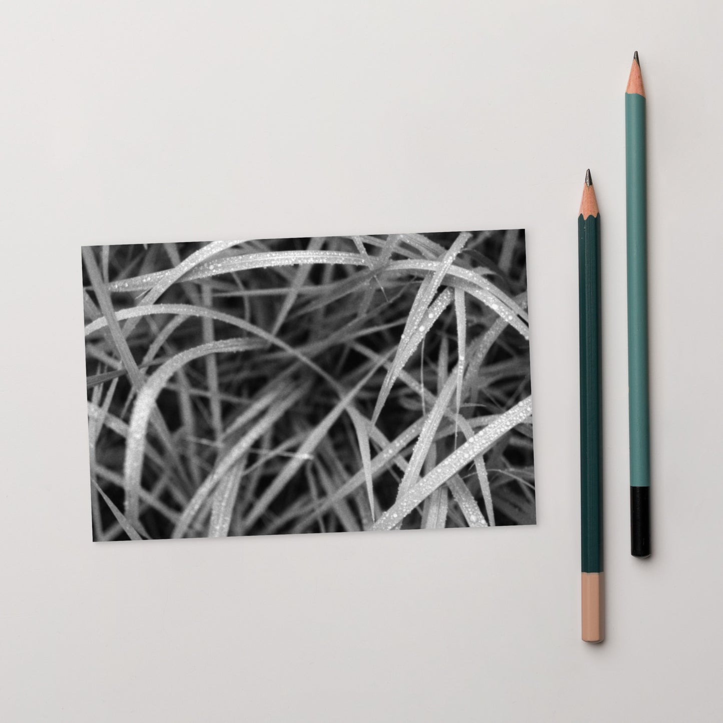 Weeds (B&W) Art – Premium Matte Postcard, Front View