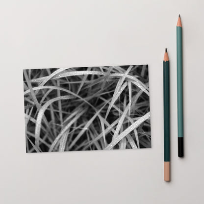 Weeds (B&W) Art – Premium Matte Postcard, Front View
