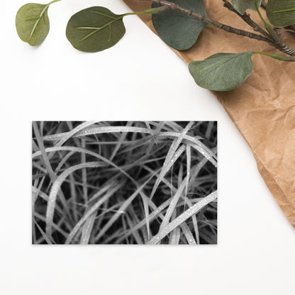 Weeds (B&W) Art – Premium Matte Postcard, Front View
