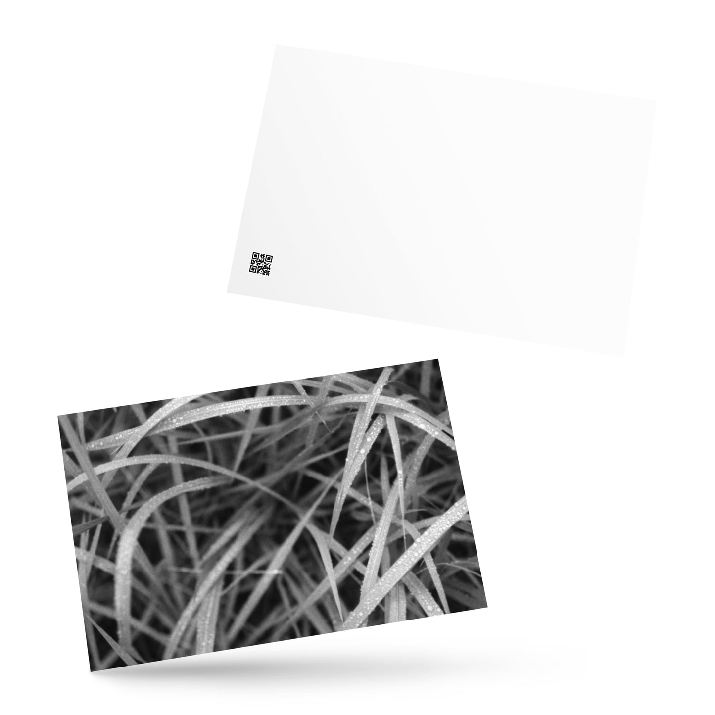 Weeds (B&W) Art – Premium Matte Postcard, Front View