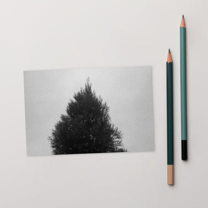 Fog and Trees (B&W) - Postcard, Front View