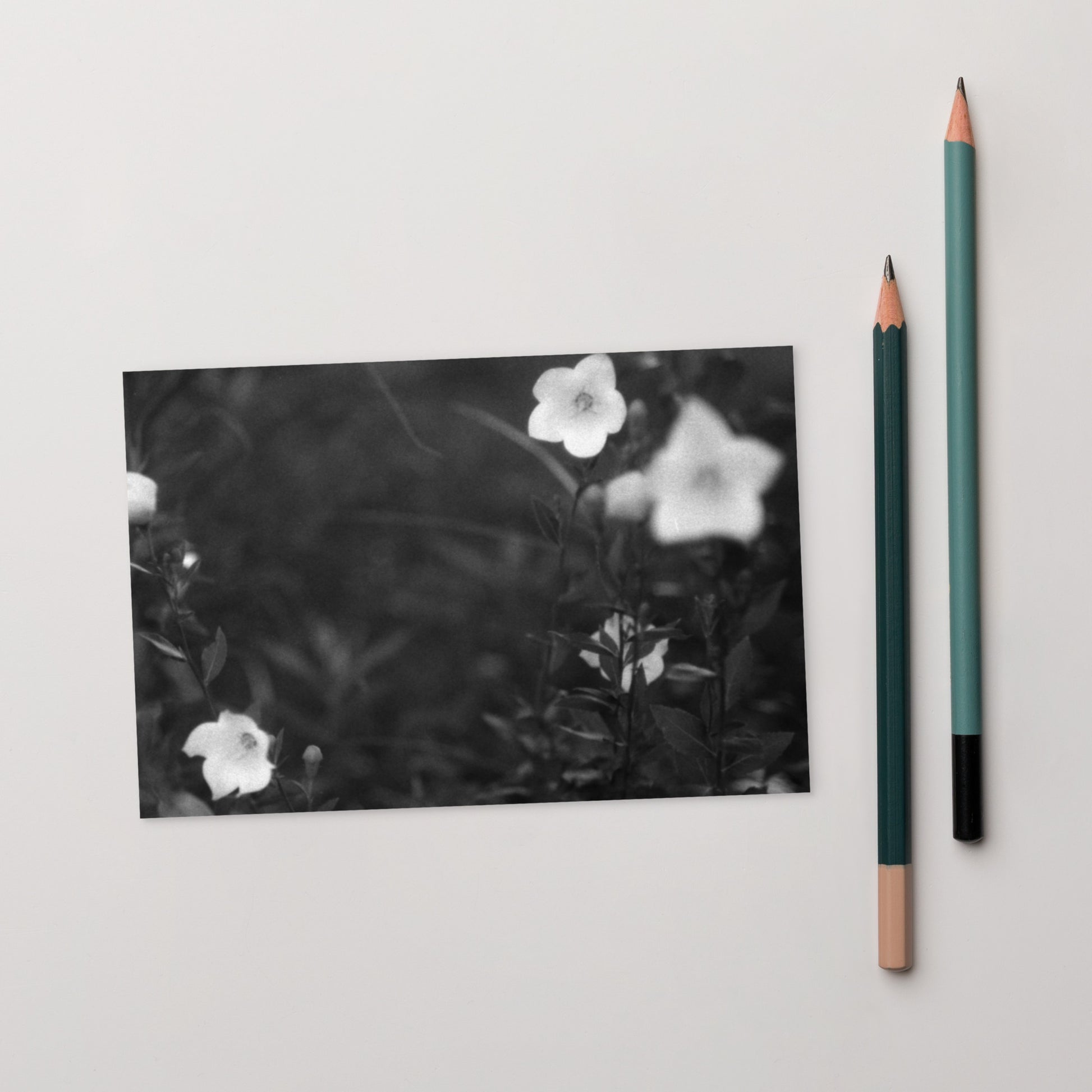 Balloon Flower (B&W) - Postcard, Front View