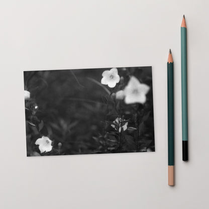 Balloon Flower (B&W) - Postcard, Front View